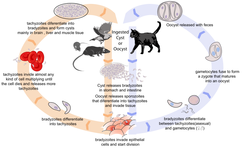 Cyklus přenosu toxoplazmózy